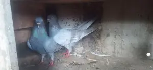 Pigeons