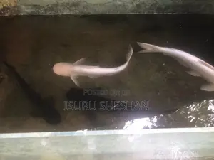 Cat Fish