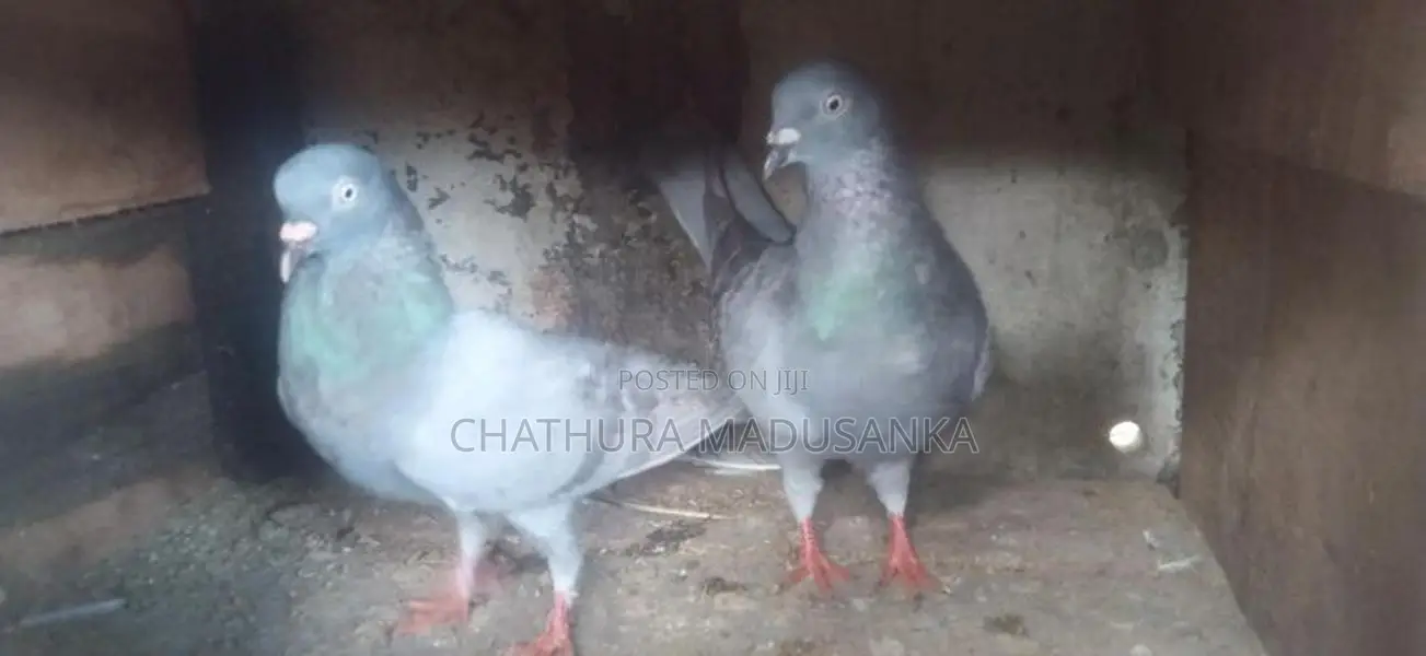 Pigeons