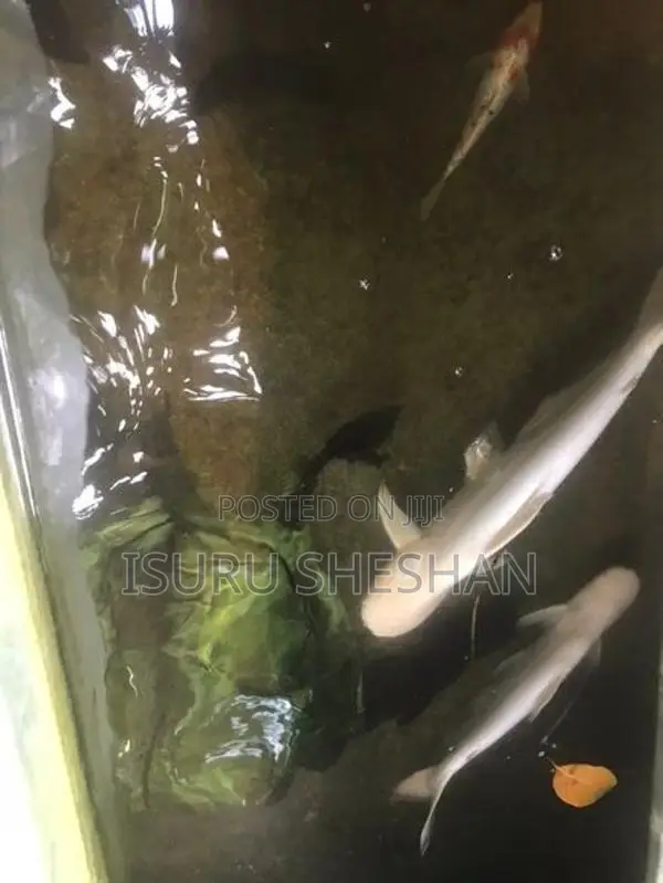 Cat Fish