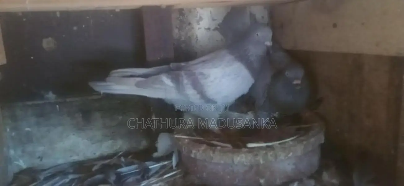 Pigeons