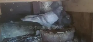 Pigeons