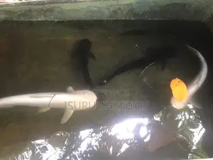 Cat Fish