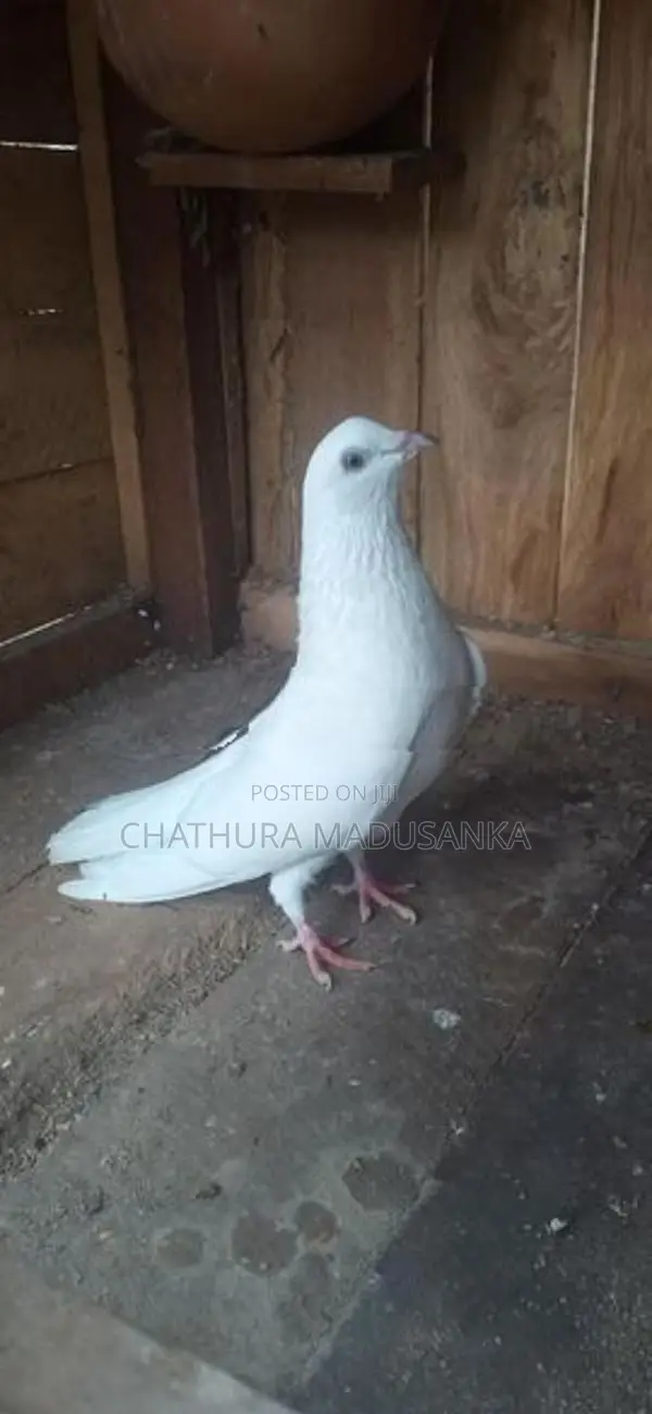 Pigeons