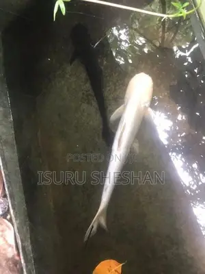 Cat Fish