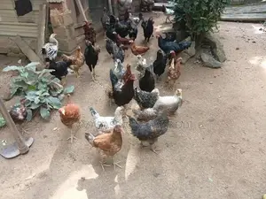 Gam Kukulo