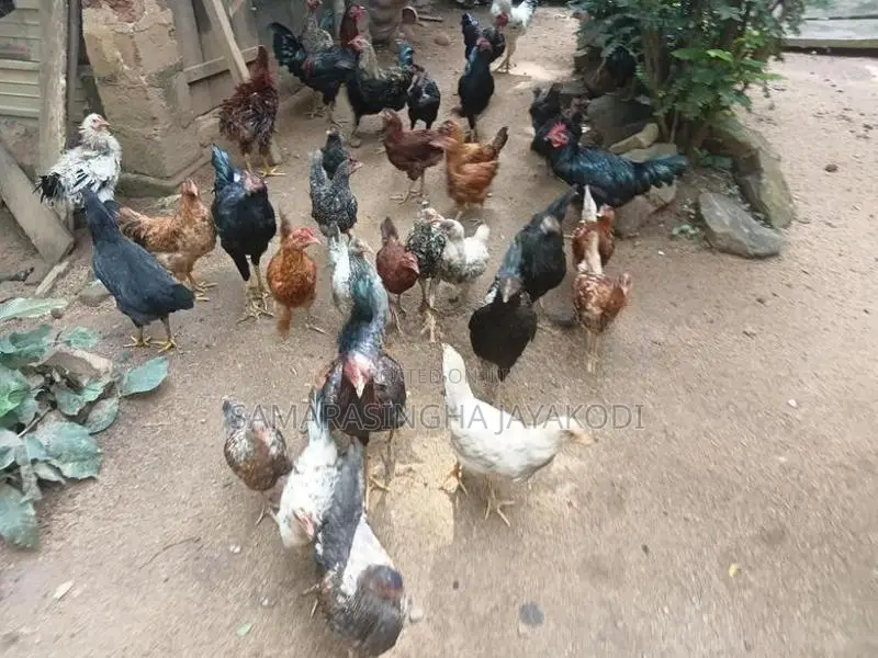 Gam Kukulo