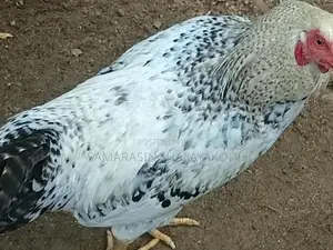 Gam Kukulo