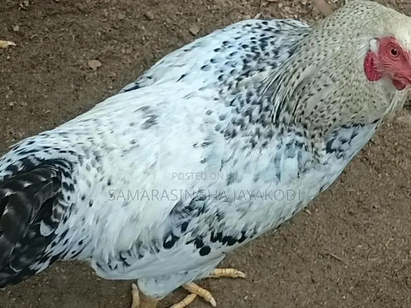 Gam Kukulo