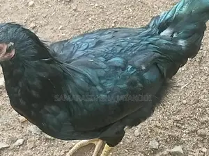 Gam Kukulo
