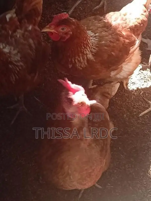 නිරෝගී බිත්තර දමන කිකිළියන්