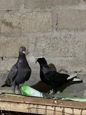 Pigeons