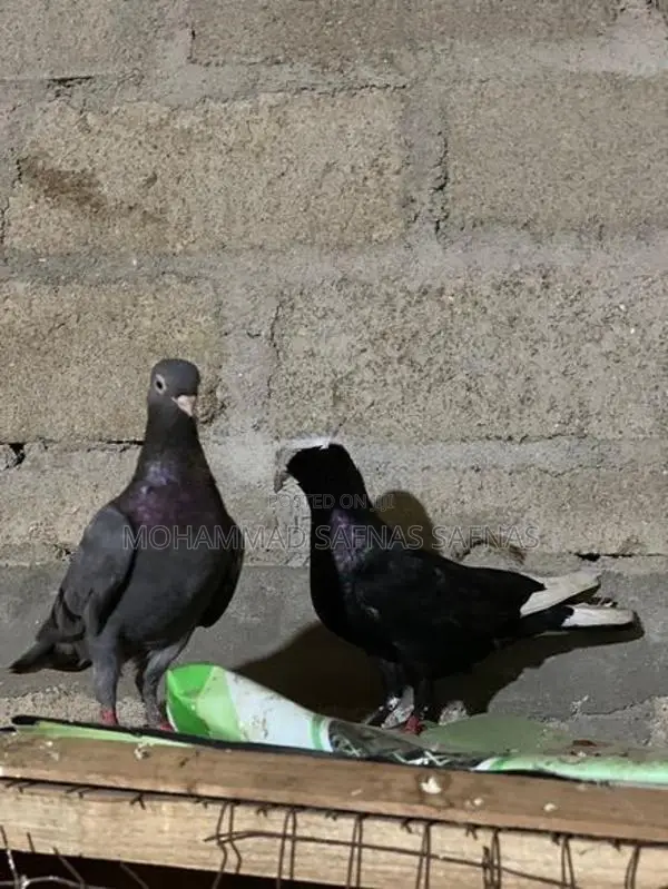 Pigeons