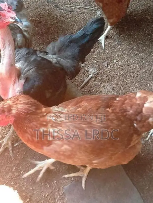 නිරෝගී බිත්තර දමන කිකිළියන්