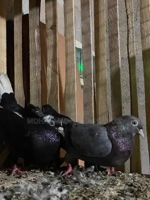Pigeons