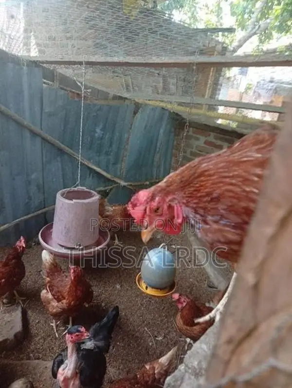 නිරෝගී බිත්තර දමන කිකිළියන්