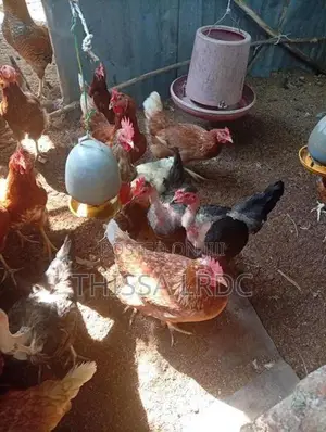 නිරෝගී බිත්තර දමන කිකිළියන්
