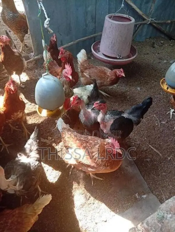 නිරෝගී බිත්තර දමන කිකිළියන්