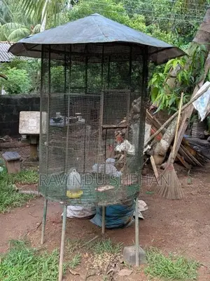 Bird cage