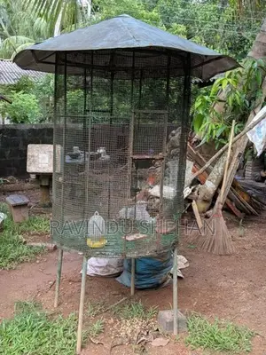 Bird cage