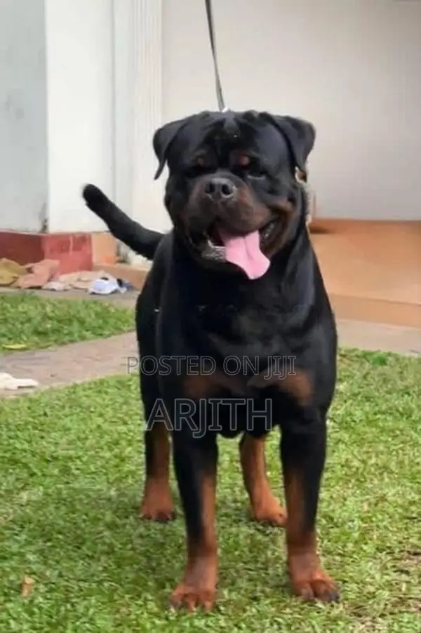 Rottweiler Puppies
