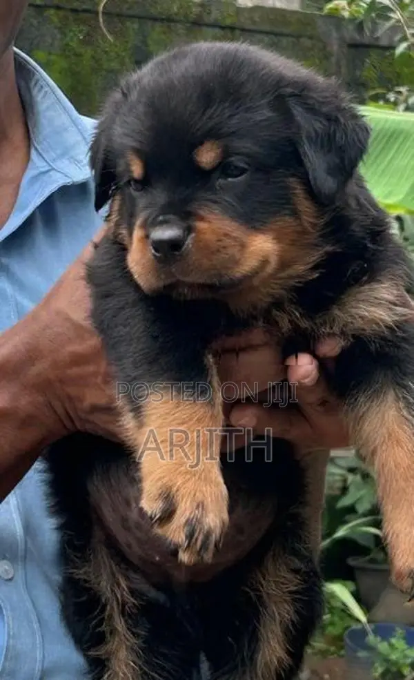 Rottweiler Puppies