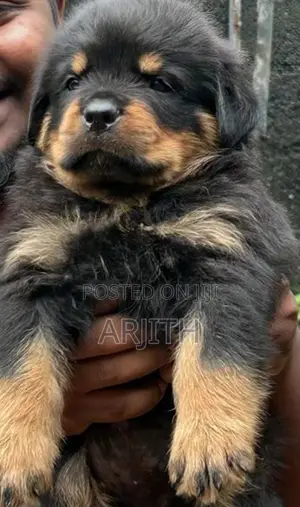 Rottweiler Puppies