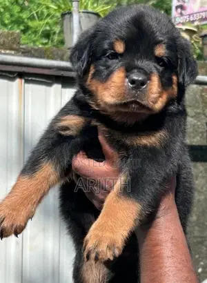 Rottweiler Puppies