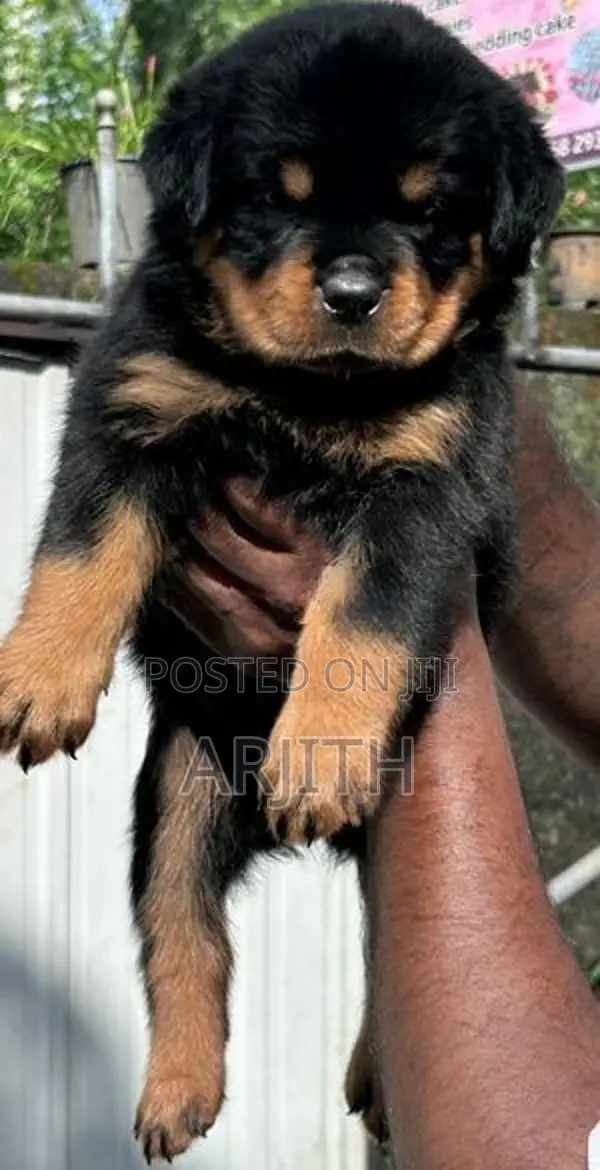Rottweiler Puppies