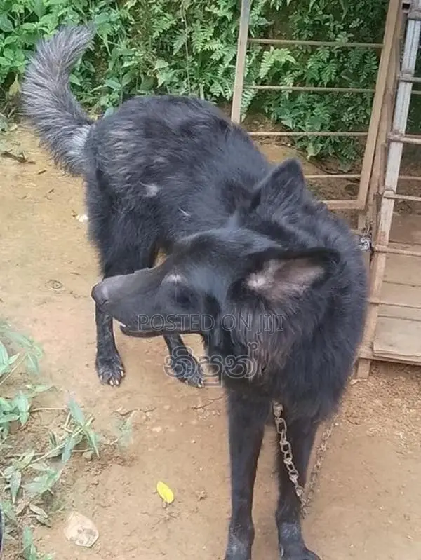 German Shepherd