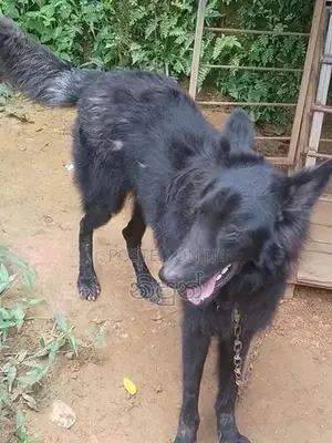 German Shepherd