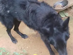 German Shepherd