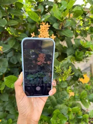 Apple iPhone 13 (Used)