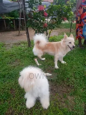 Pomeranian Puppies