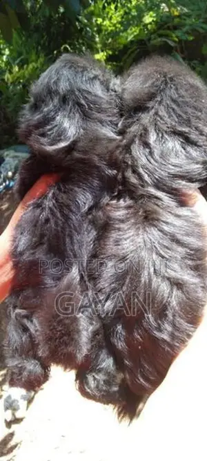 Shih Tzu Puppy