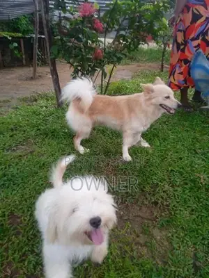 Pomeranian Puppies