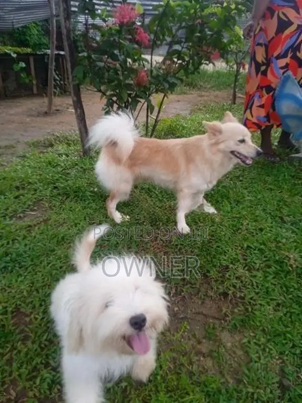 Pomeranian Puppies