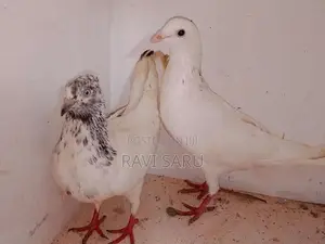 Purakal
