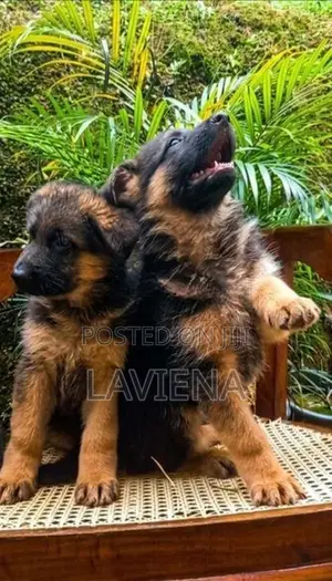 German Shepherd Puppies