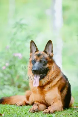 German Shepherd Puppies