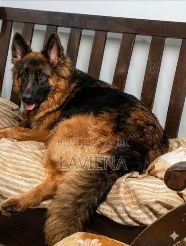 German Shepherd Puppies