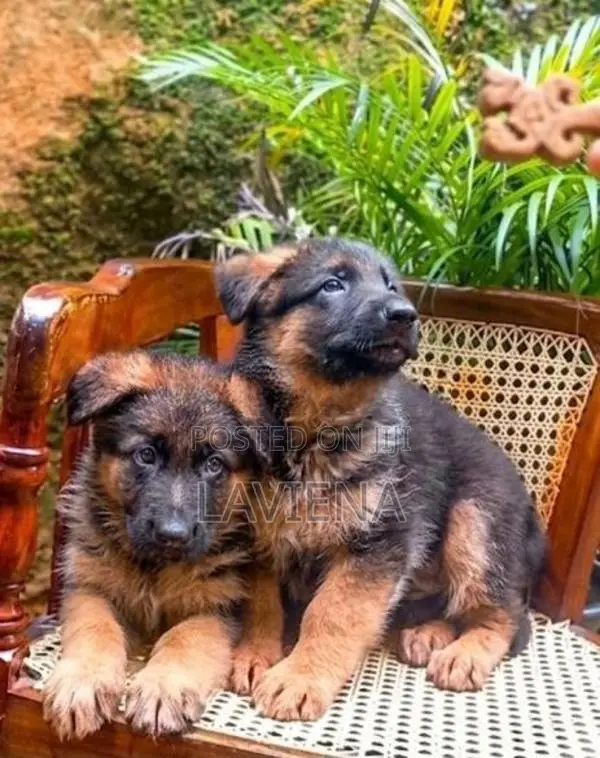 German Shepherd Puppies