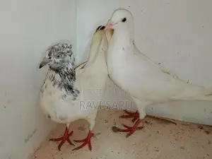 Pigeons