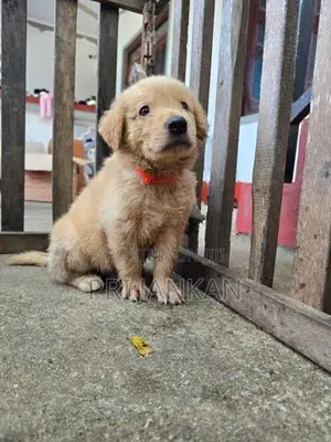 Golden Rottweiler