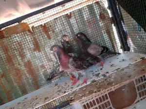 Pigeons