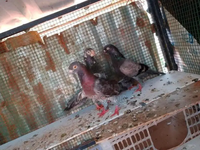 Pigeons
