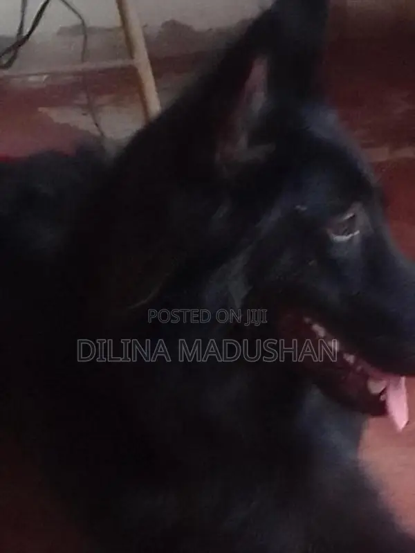 German Shepherd Dog