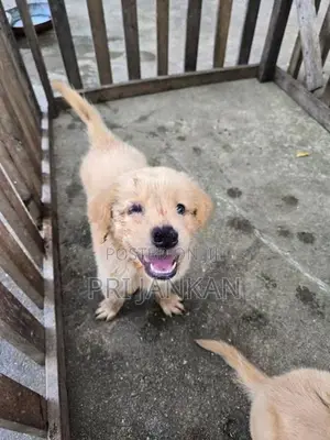 Golden Rottweiler