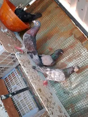 Pigeons