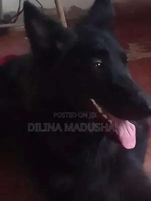 German Shepherd Dog